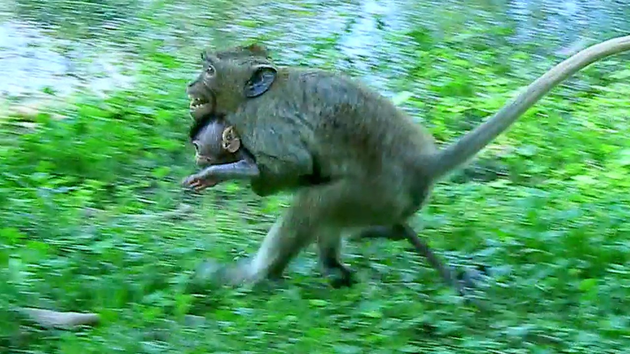 Unexpected story..Tiny AVERY walk to small DALIA bring him to high tree, young AMAYA finally taking.