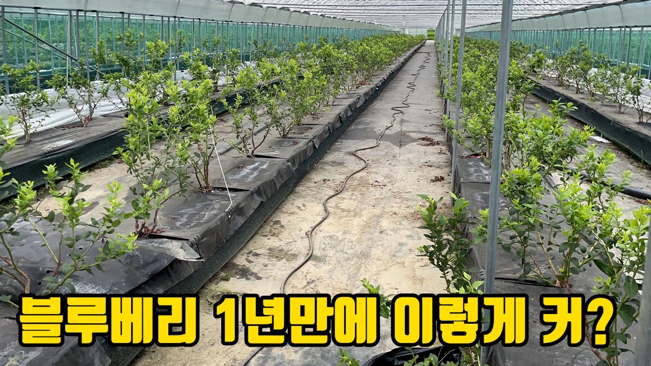 1년만에 엄청나게 커버린 블루베리 나무, 그 이유는 하우스 재배?