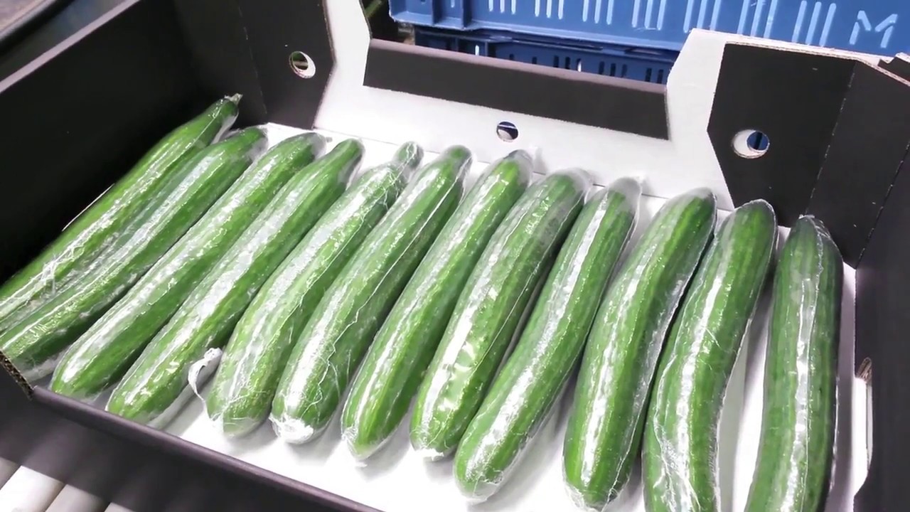 Машина за пакетиране на краставици SORS (Agro Christiaens)