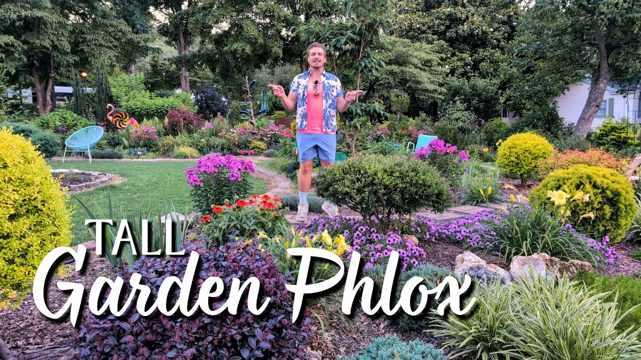 Tall GARDEN Phlox - a Great Summer Pollinator Perennial for Landscape COLOR! 🌸