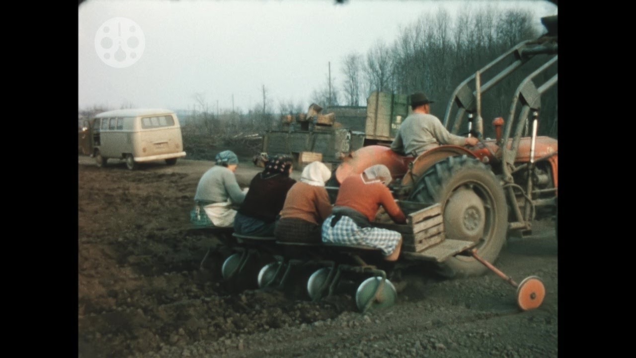 1960er - Marchfeld - Erd&auml;pfelsetzen - Kartoffelanbau - Feldarbeit - Landwirtschaft - 1960s - Austria