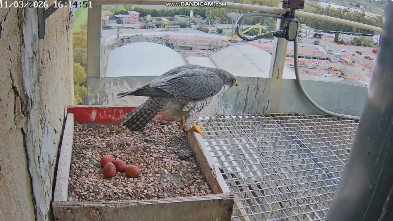 Birdcam.it  - Sokół wędrowny Roma - zmiana,  Alrisha & Sirius & 🥚🥚🥚🥚 2026 03 11