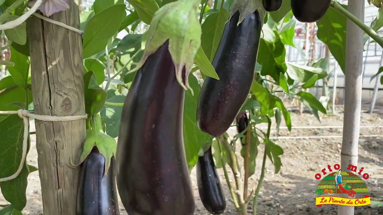 Video lezione n.2 - LA CONCIMAZIONE