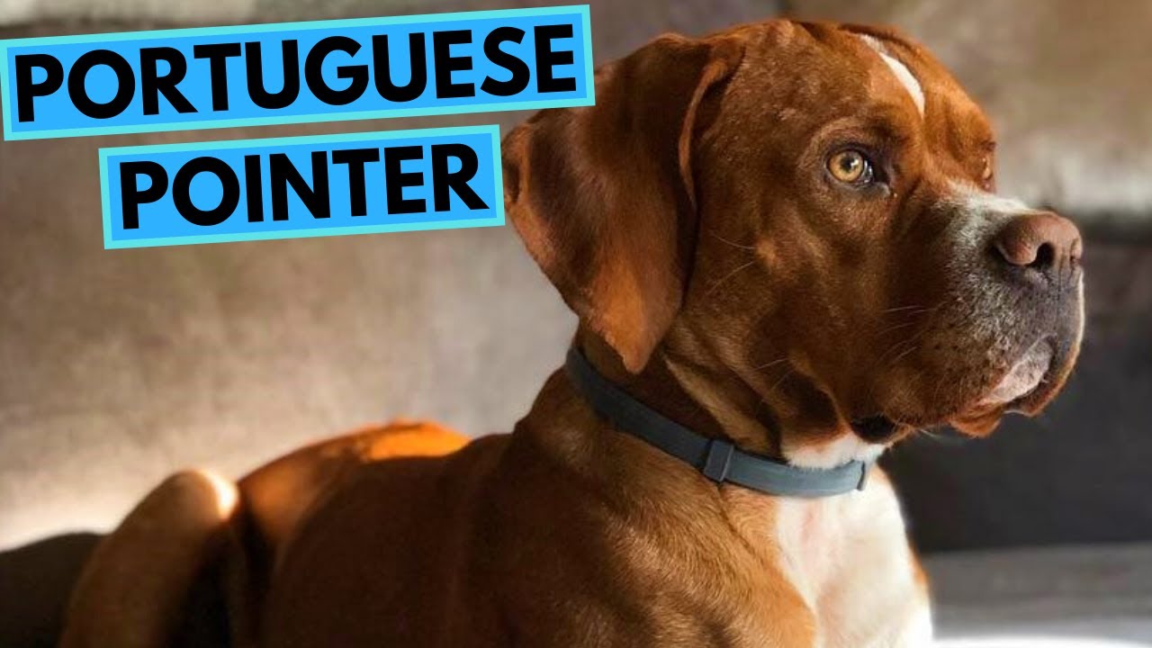 Portuguese Pointer Dog Breed - Facts and Information