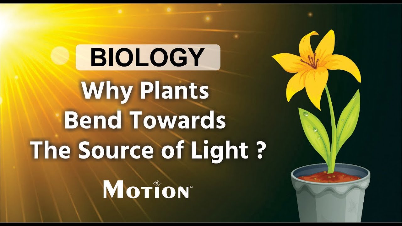 Phototropism Explained I Motion Foundation