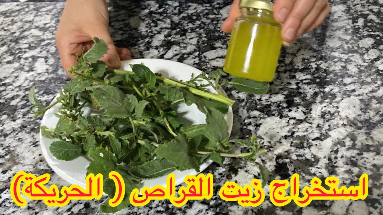 كيفية الحصول على زيت الحريكة لتساقط الشعر و الصلع الوراثي و جميع مشاكل الشعر و تمنع ظهور شيب