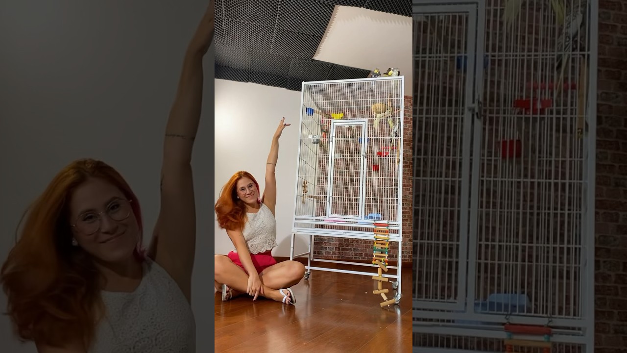 COMPREI UMA GAIOLA NOVA! CUPOM DE DESCONTO “gabisampaioqz” #calopsita #calopsitanews #calopsitas