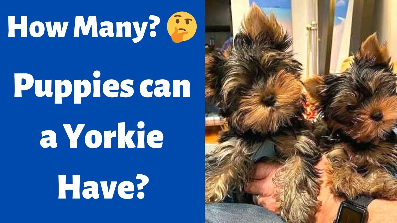How many puppies can a Yorkie have? | Yorkie Breeding and Pregnancy |