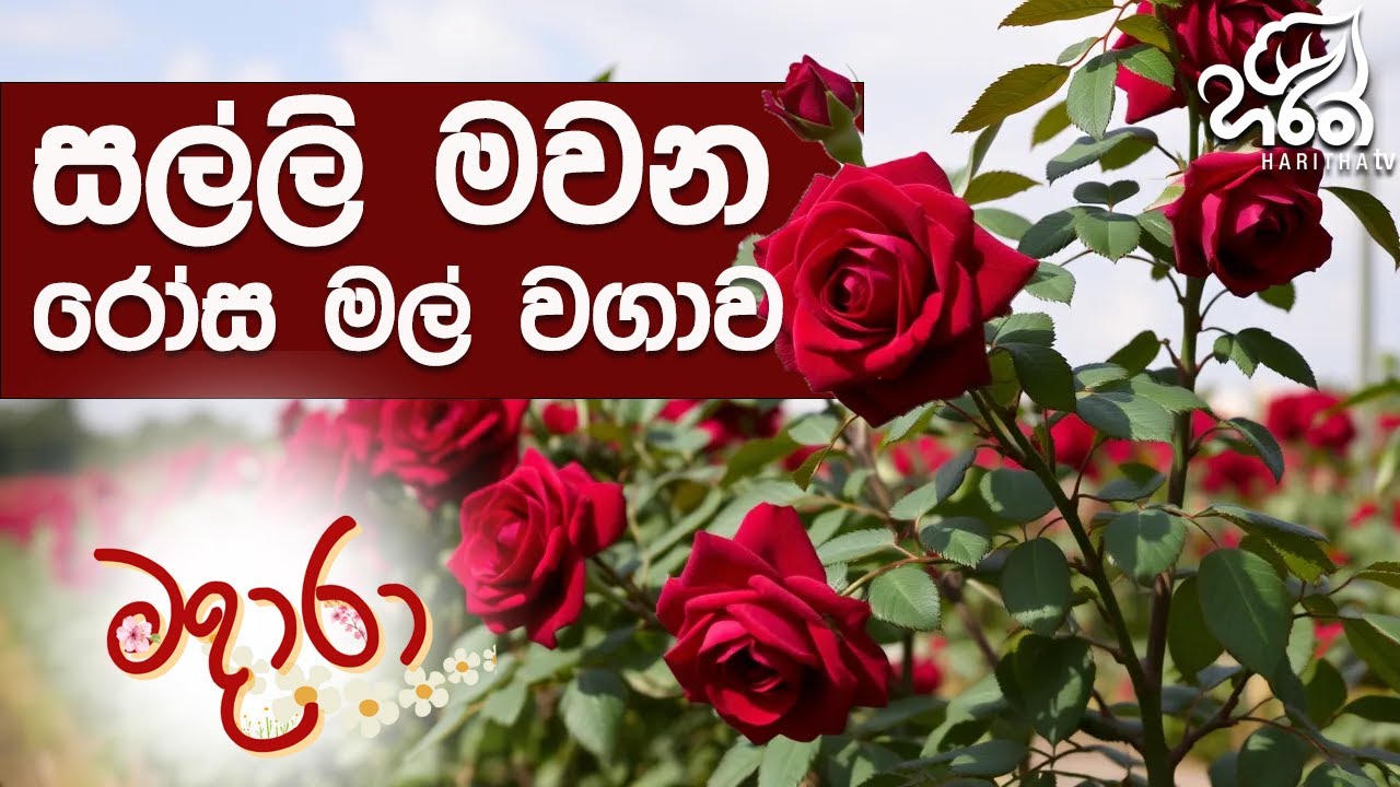 රෝස මල් වගාව | Haritha TV | Madara