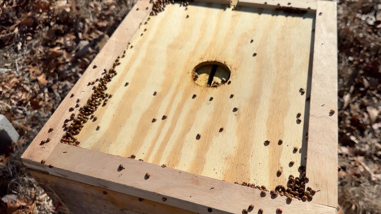 Building a Bee Business Vlog #33