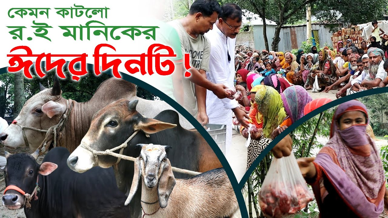 934- যেভাবে কাটলো ঈদুল আযহা-২০২৩ আমার দিনটি- র.ই মানিক চিত্রপুরী।  R.I.Manik.Chitrapuri Krishichitra
