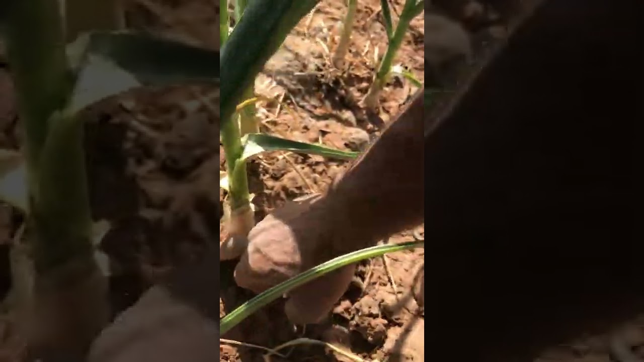 الجزء الثانى من تجربه زراعه الثوم فى الاراضى المستصلحة حديثا