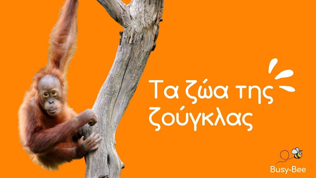 Τα ζώα | Τα ζώα της ζούγκλας