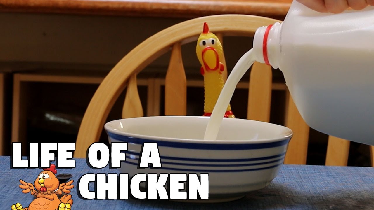 Casual Life of a Squeaky Chicken