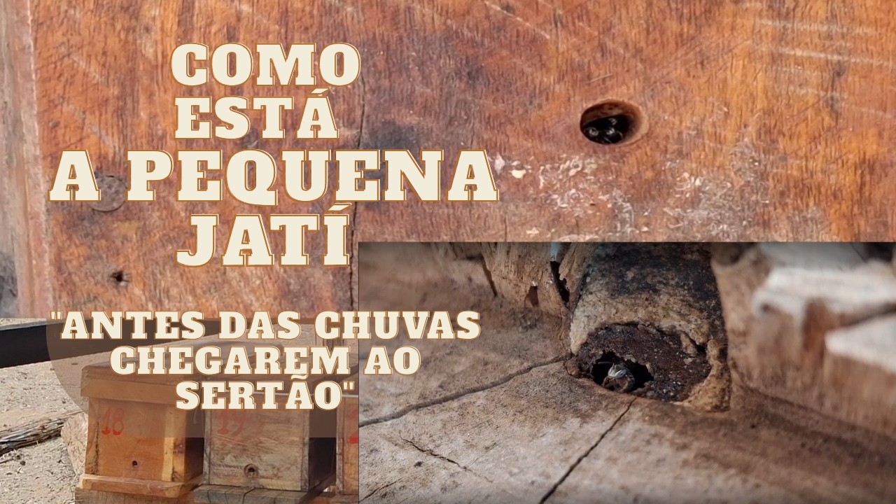 COMO ESTÁ A PEQUENA JATÍ – Antes das chuvas chegarem ao sertão
