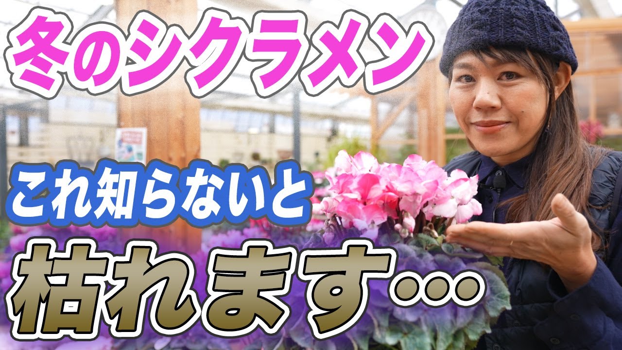 【知らなきゃ損】冬のシクラメンの育て方と管理方法！春まで楽しむ方法をプロが紹介します【植え付け】【初心者向け】【園芸チャンネル】