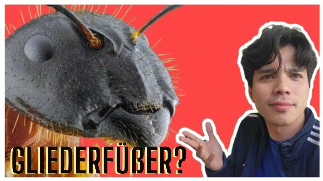 Was zum Teufel ist eigentlich ein Gliederfüßer? 🐛🦋🐝