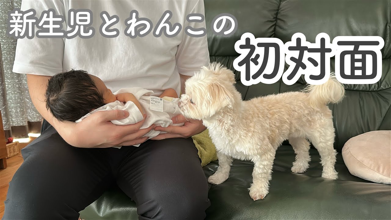 【出産報告】新生児と愛犬を対面させてみたら尊すぎた / Let's see my dog reacting to the new born baby 🐾👶🏼