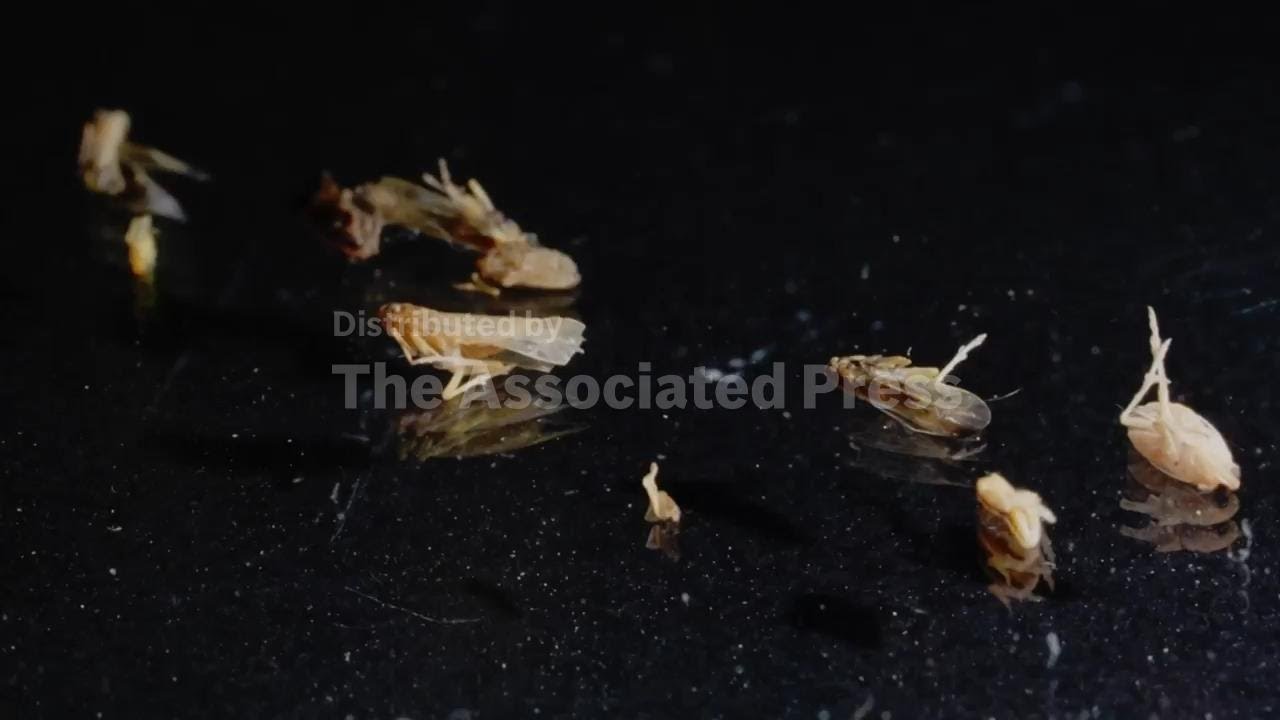 Researchers hunt for invasive insect in Louisiana rice fields