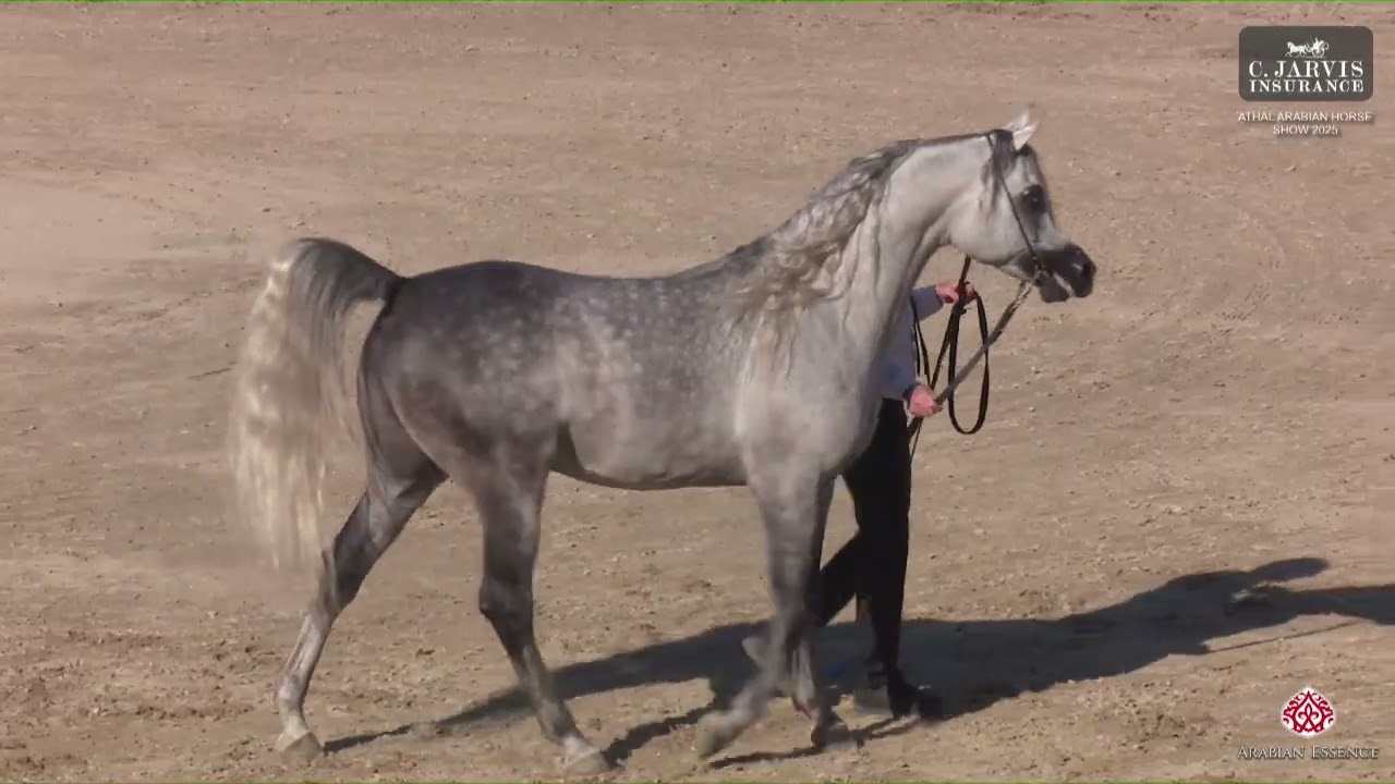 N 222 EZZ ALKHASHAB   Athal Arabian Horse Show 2025   Stallions 4 6 Years Old Class 9