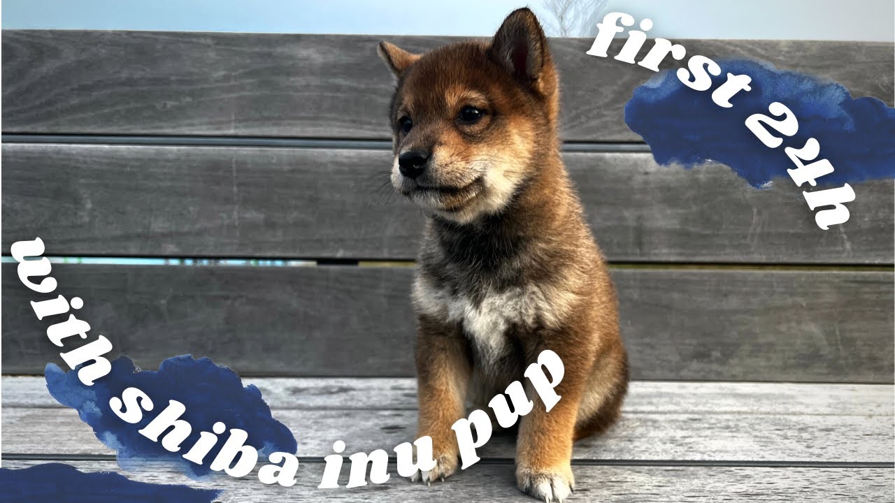 first 24h VLOG | 8 weeks old SHIBA INU puppy