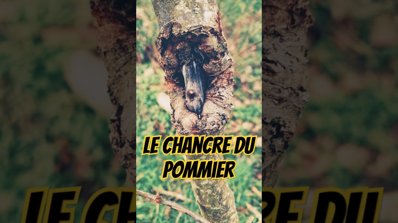 Traiter le #chancre du #pommier