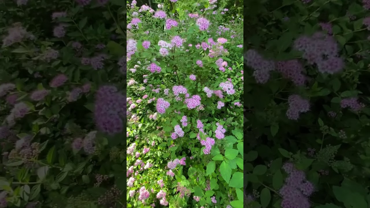 Little Princess Spirea , Spiraea Japonica , a Beautiful Shrub / Bush . 