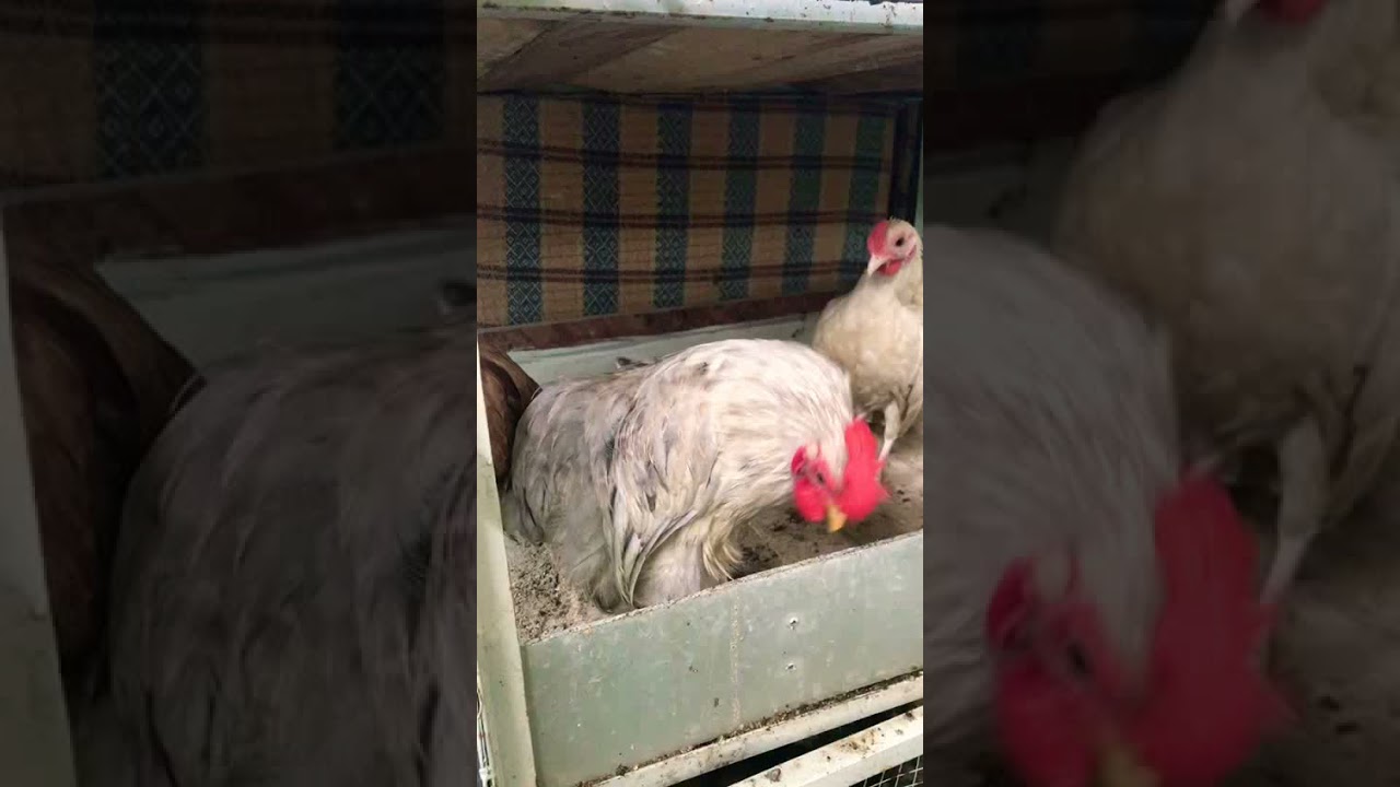 Bentum fancy Hen 🐓,Benton hen