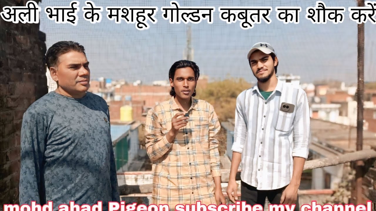 अली भाई के मशहूर गोल्डन कबूतर का शौक ! #allahabad #pigeon #viralvideo #prayagraj #india #viralvideo 