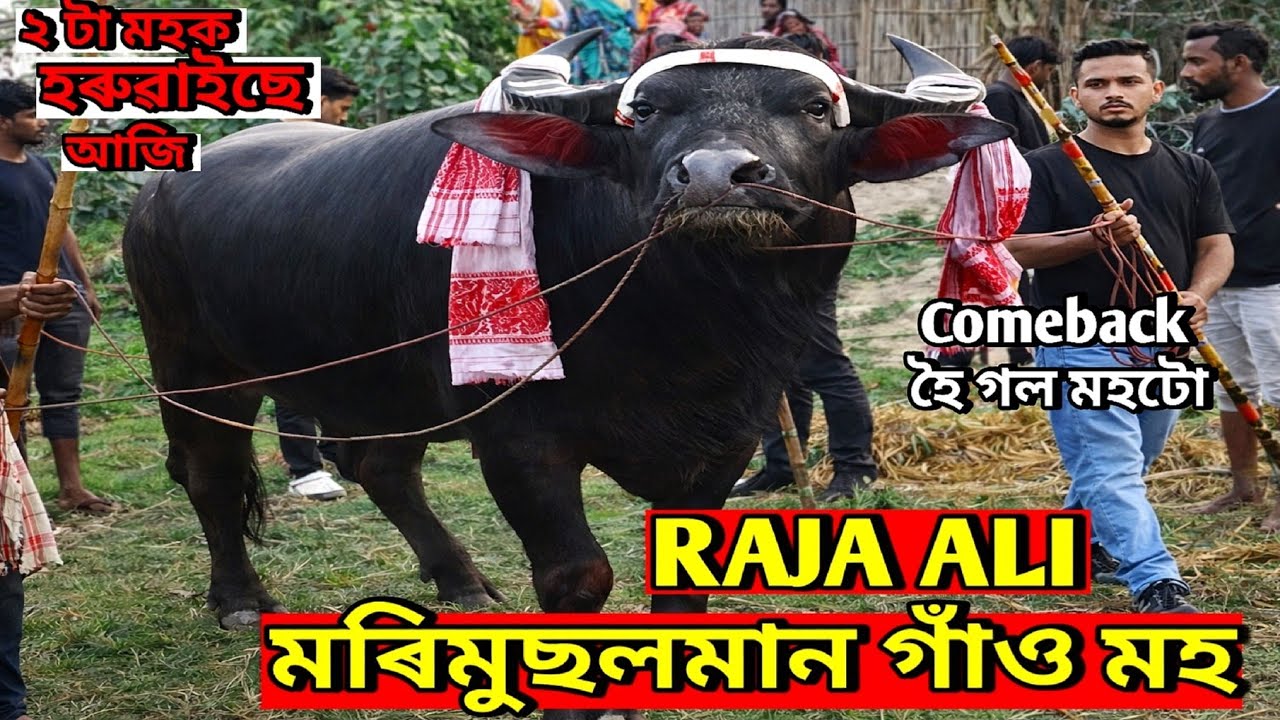 পাৰজাৰি যুঁজত দুটা মহক হৰুৱাই বিজয়ী হোৱা মহটো হেকমত আলী মৰিমুছলমান গাঁও। Hekmot Ali Moh ||