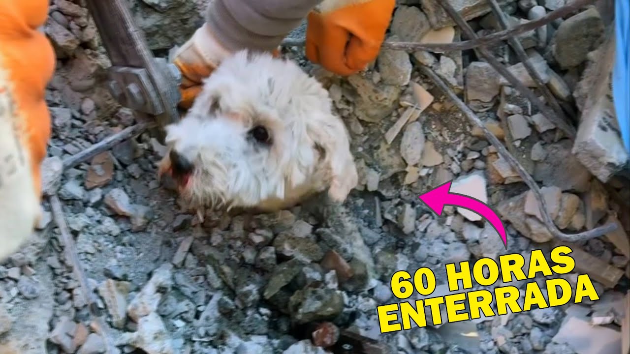 ANIMALES RESCATADOS en el Terremoto de Turqu&iacute;a | Perros y Gatos 🐶 Rescate Animal #16 - Quom