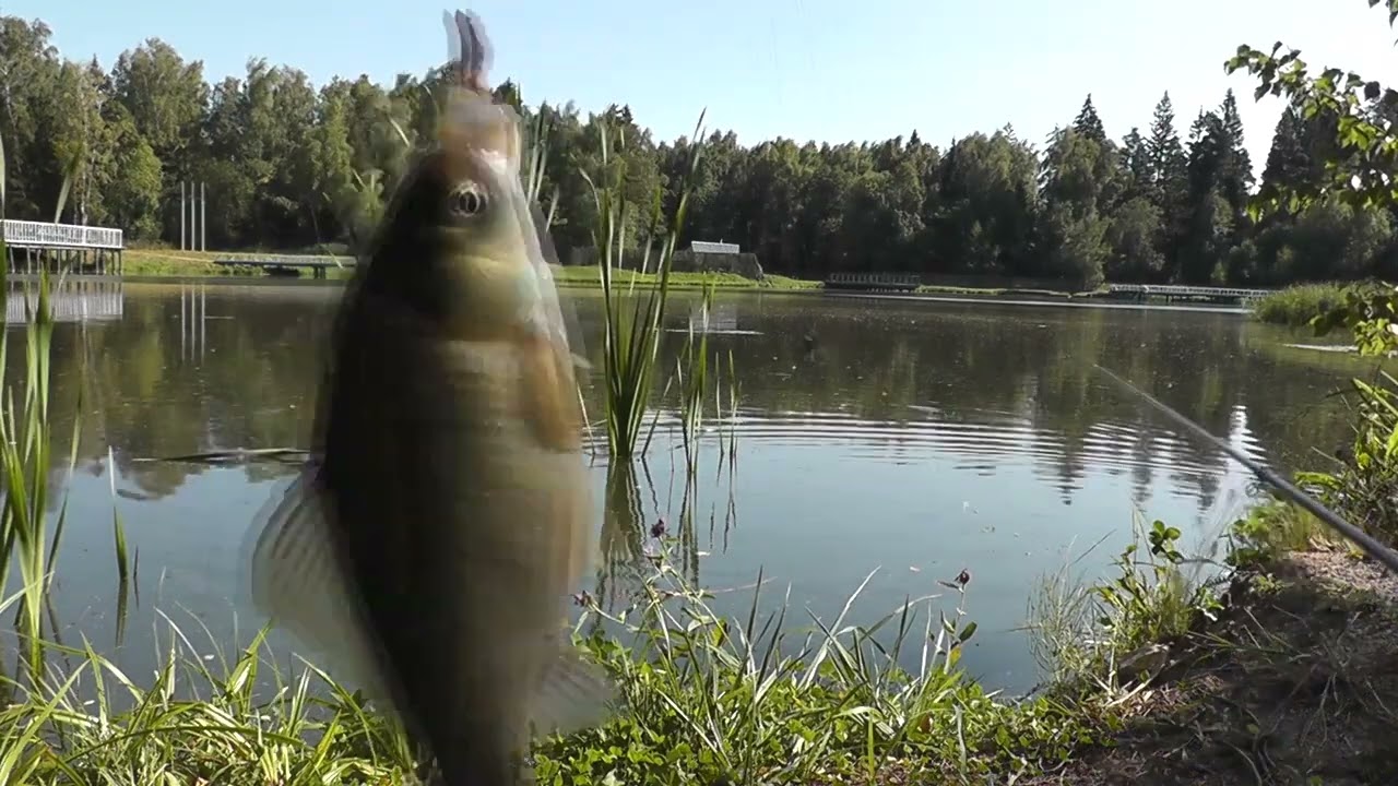 Нарезка поклевок на поплавок крупным планом. Ловим карася!