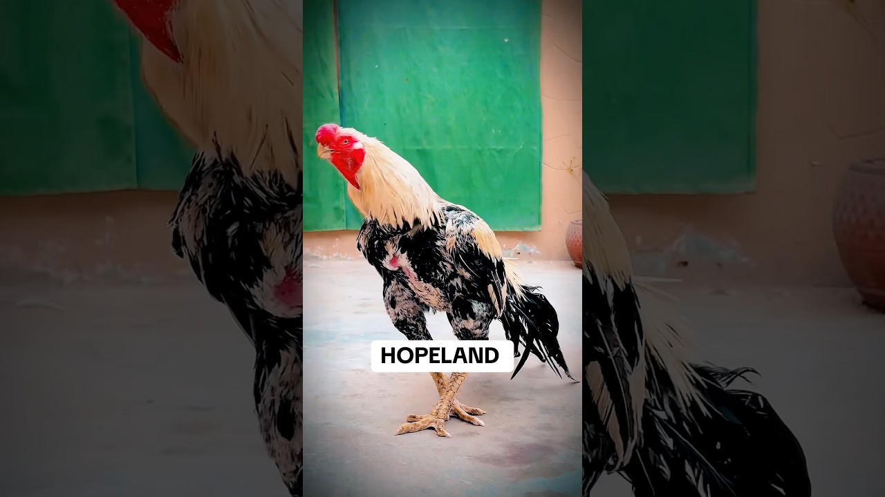 Unchi uran #birds #bussnies #aseelmurga #chicken