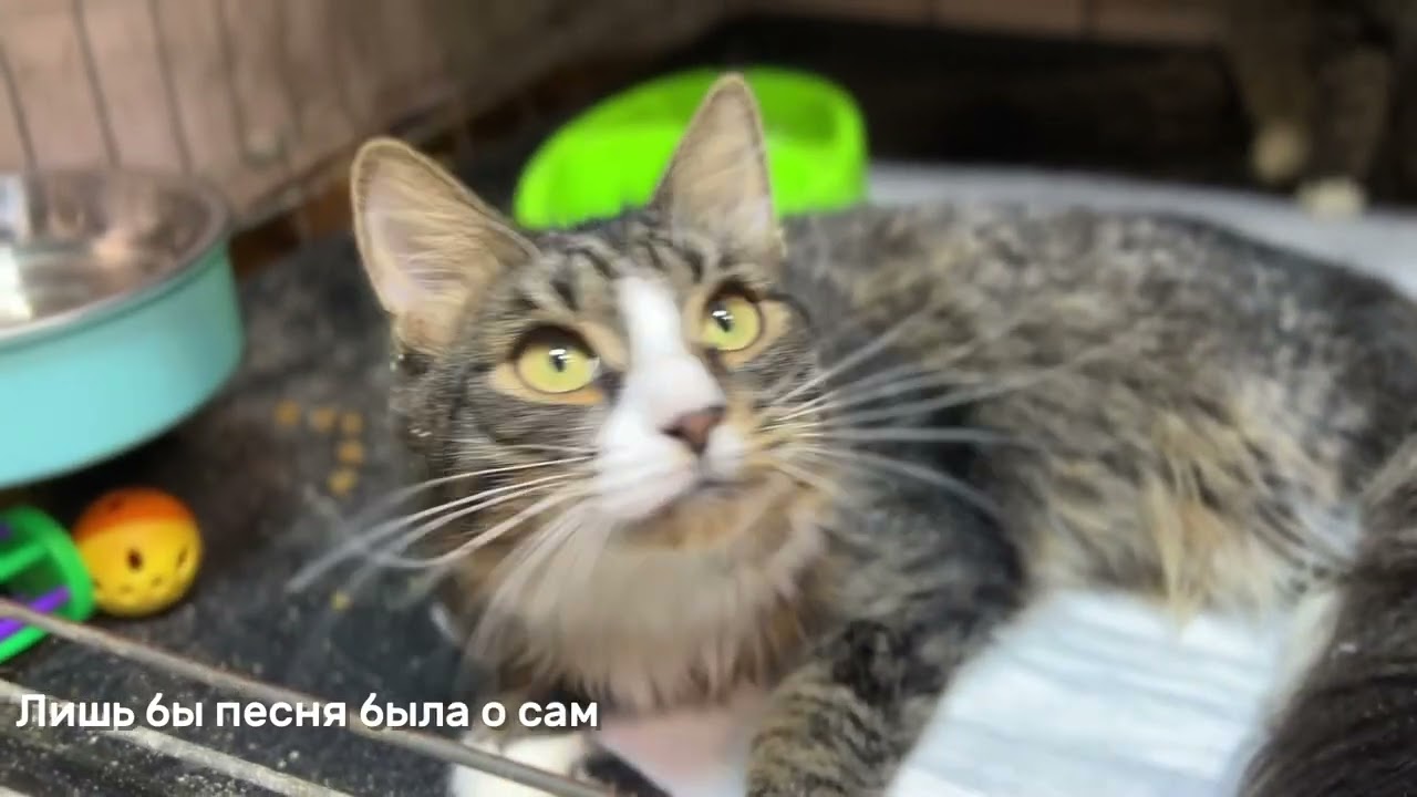 ДеБЮССИ