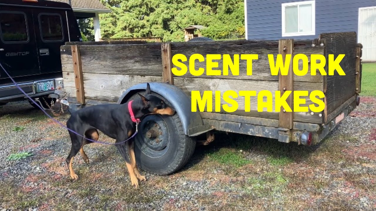 Avoid Common Novice Canine Scent Work Mistakes