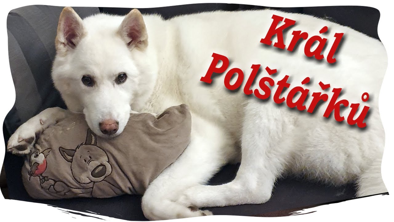 Polštářkový Song 🤩Chlupatá Písnička Vol.5