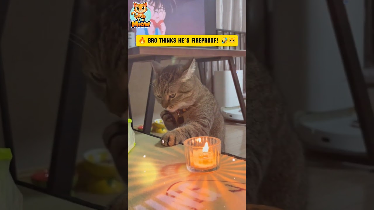 Watch This Cat Test His Fireproof Skills (Candle Challenge) 