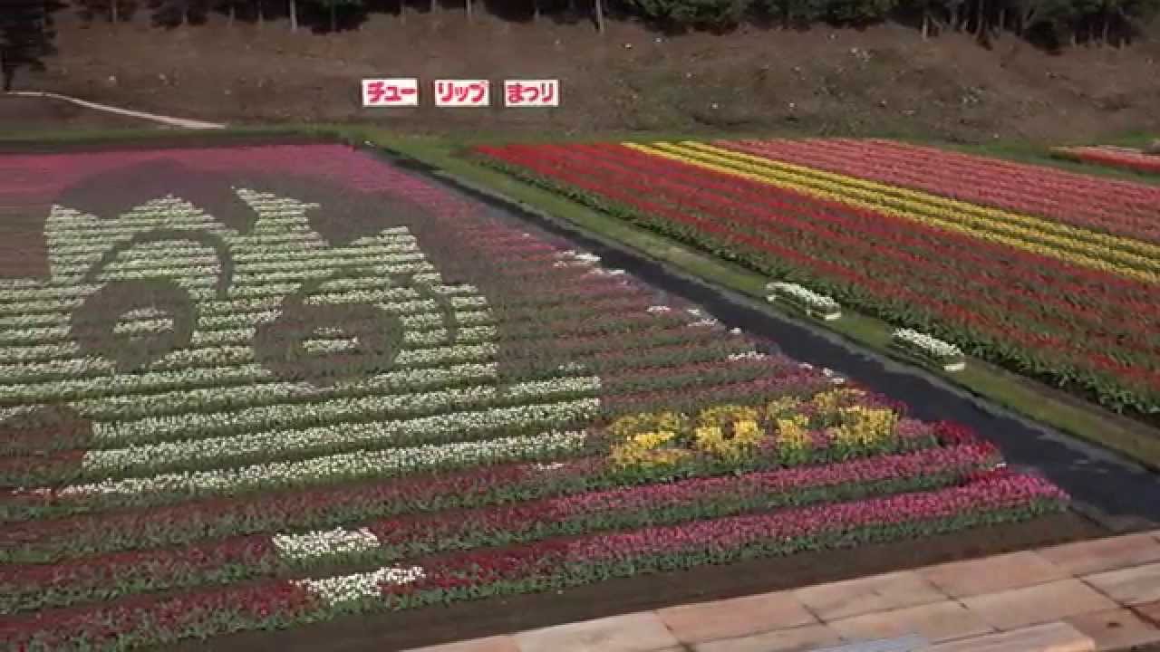 たんとうチューリップまつり 4k
