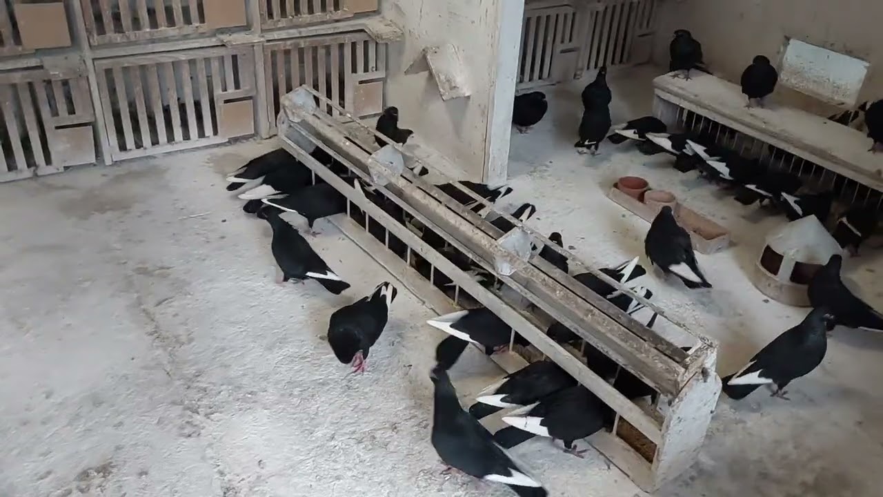 Zapraszam do Pruszkowa na wystawę 🕊🦆🐓