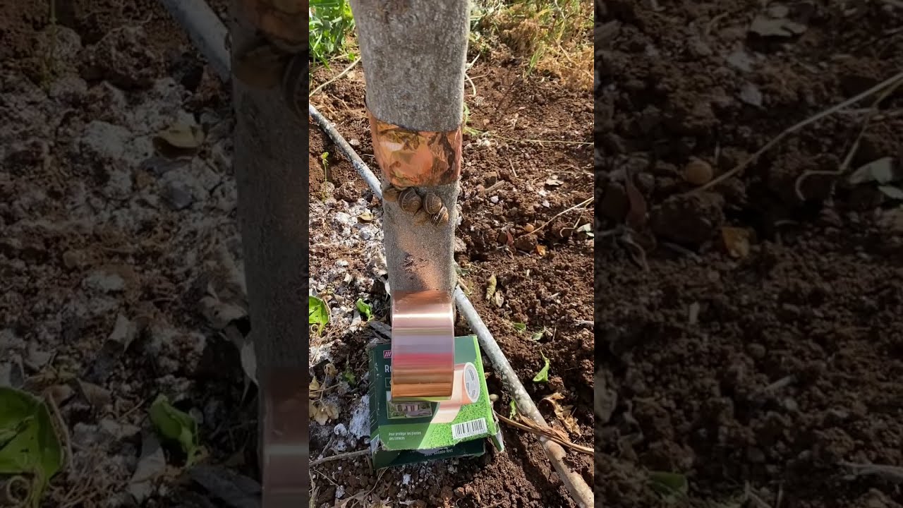 Comment se débarasser des escargots
