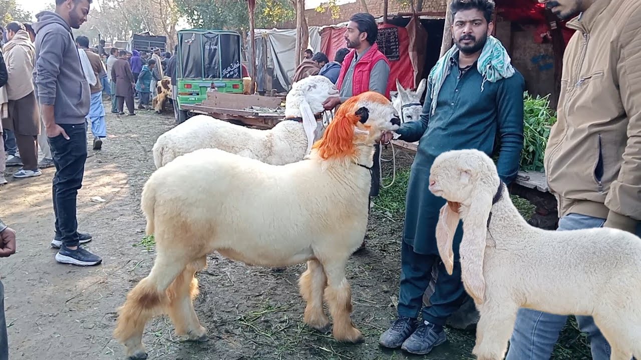 Shahpur Mandi update kajle chhatre mundre chhatre kurbani 2026 Sajjad Lahori shock