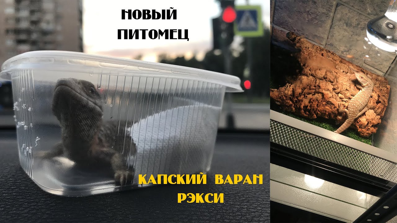 Современные динозавры. Капский варан Рэкси / Varanus exanthematicus