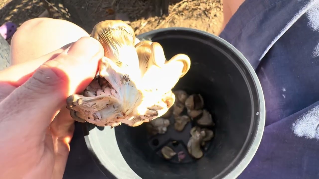 First Greenhouse Mushroom Harvest and Cook! (Part 5 of Series)