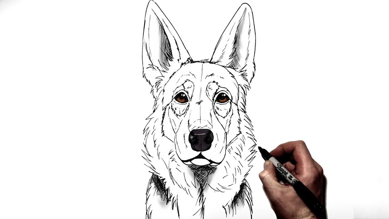 How To Draw A German Shepherd | Step By Step