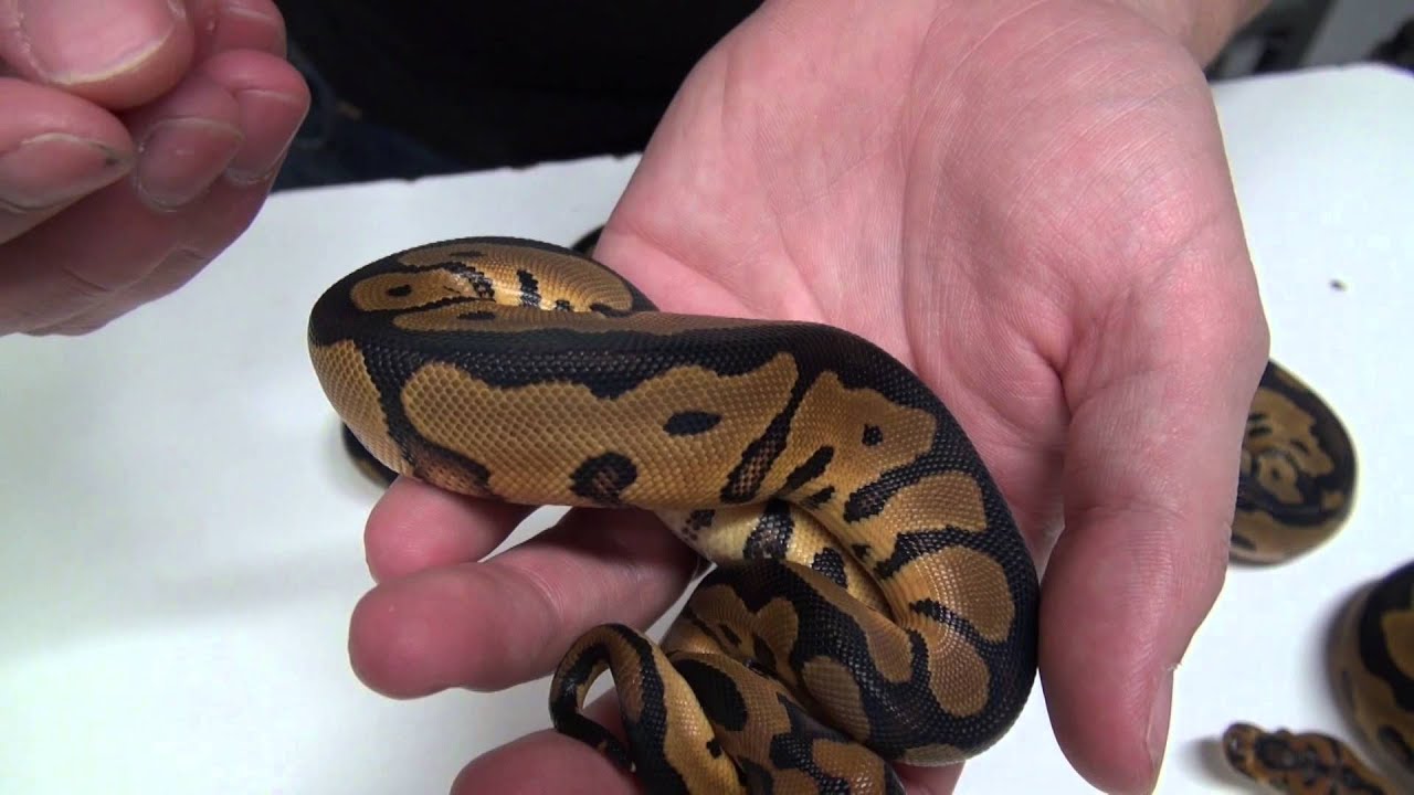 Introducing: The Leopard Clown!