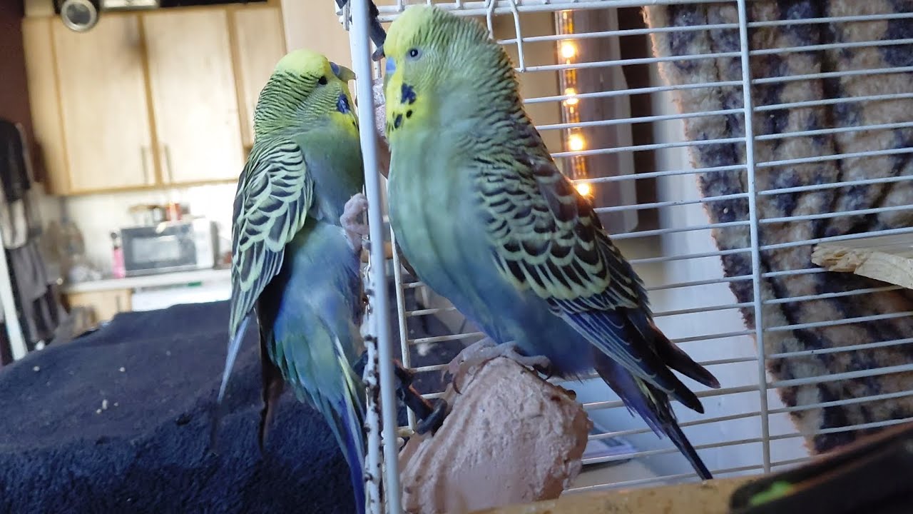 Bonding through Neo's necessary bars