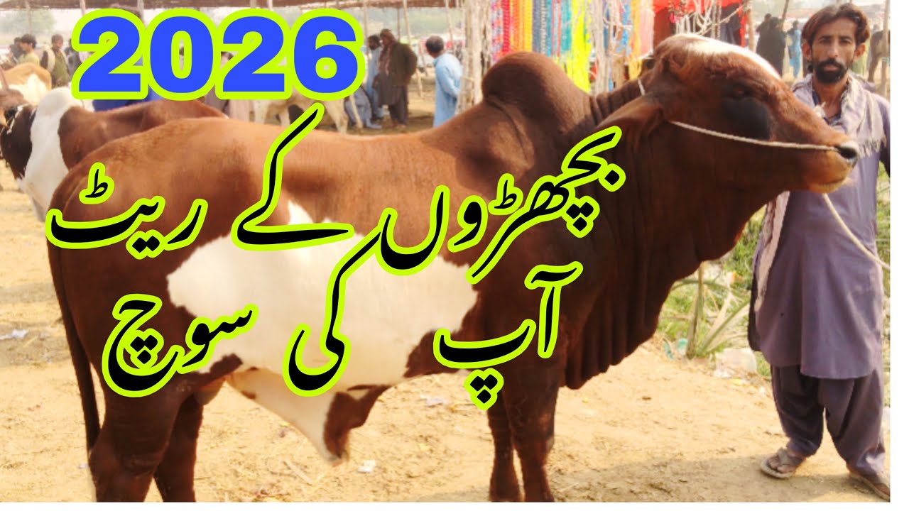 Tando Muhammad Khan Bachra price 2026