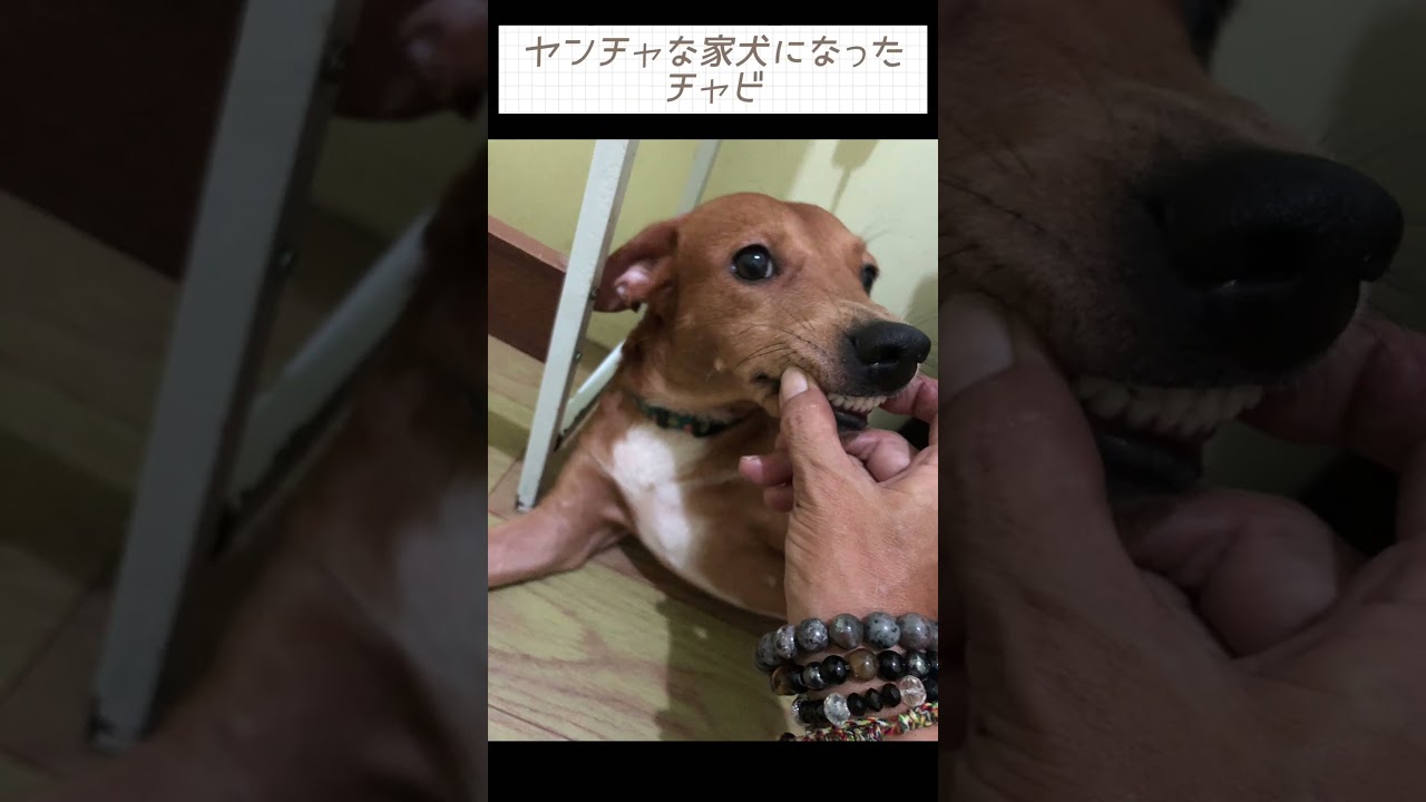 #animal