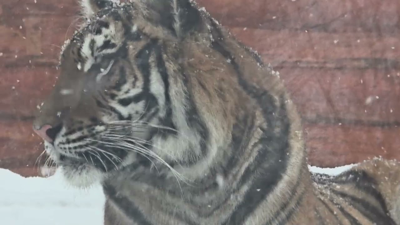 Вольер 1 и 2,занят Симочкой.Шерхан либо в будке ,либо в доме 3.Проход между ними открыт
