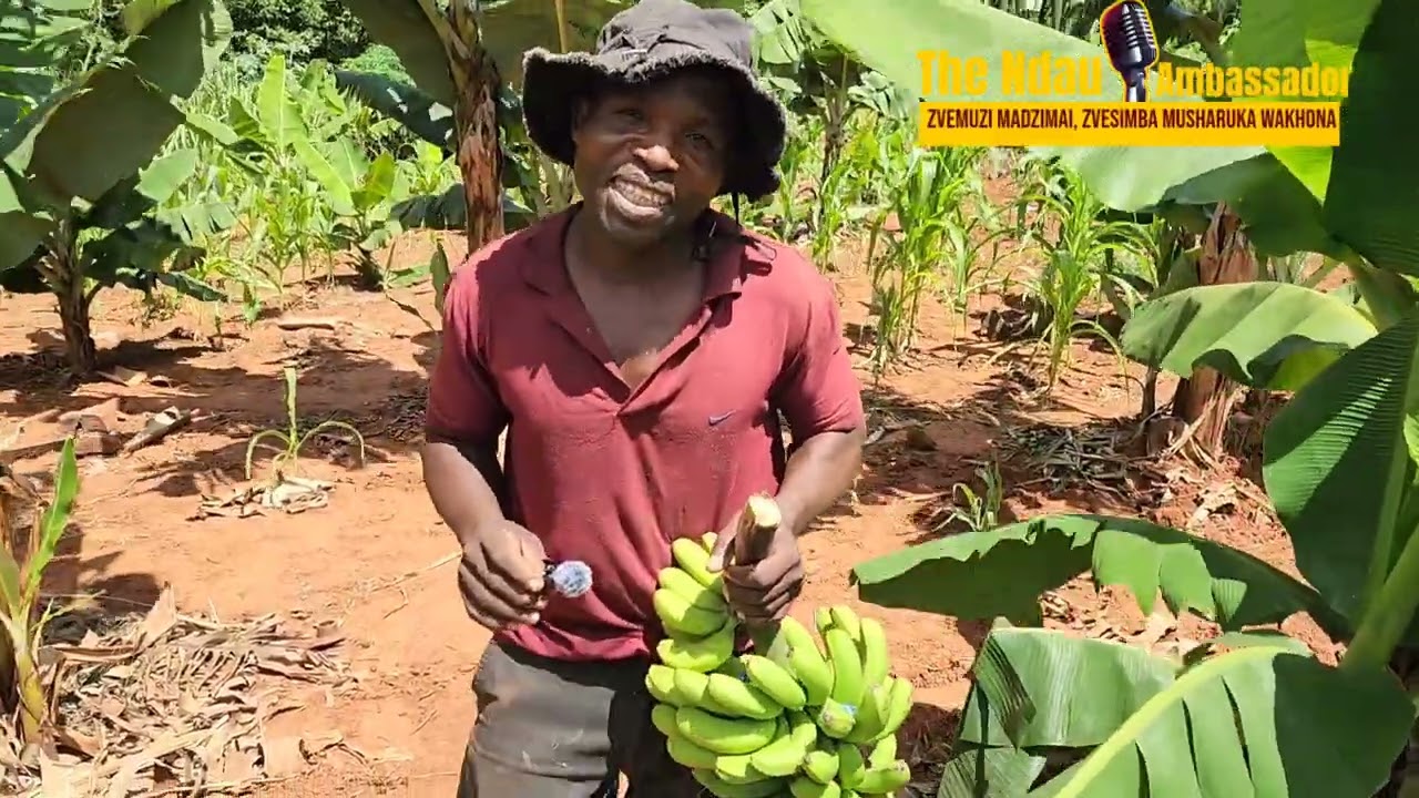 Deko reBhanana arirashwi